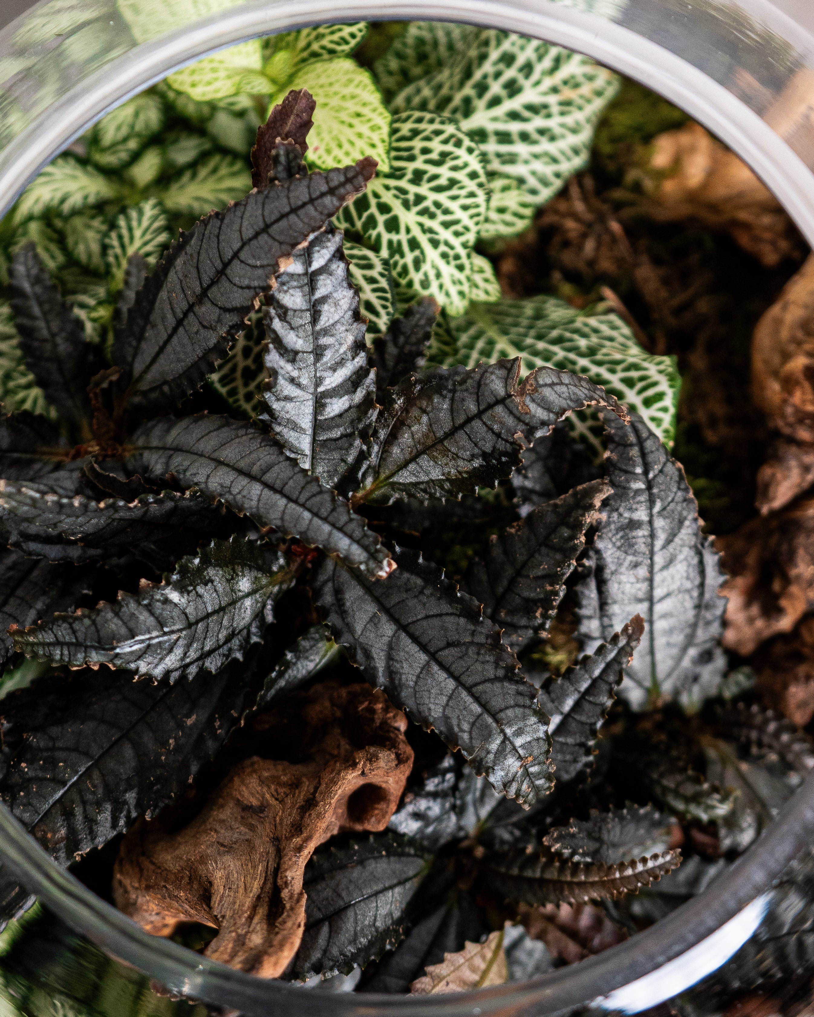Dark Mystery Terrarium - Medium - Uniflora