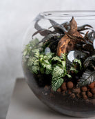 Dark Mystery Terrarium - Medium - Uniflora