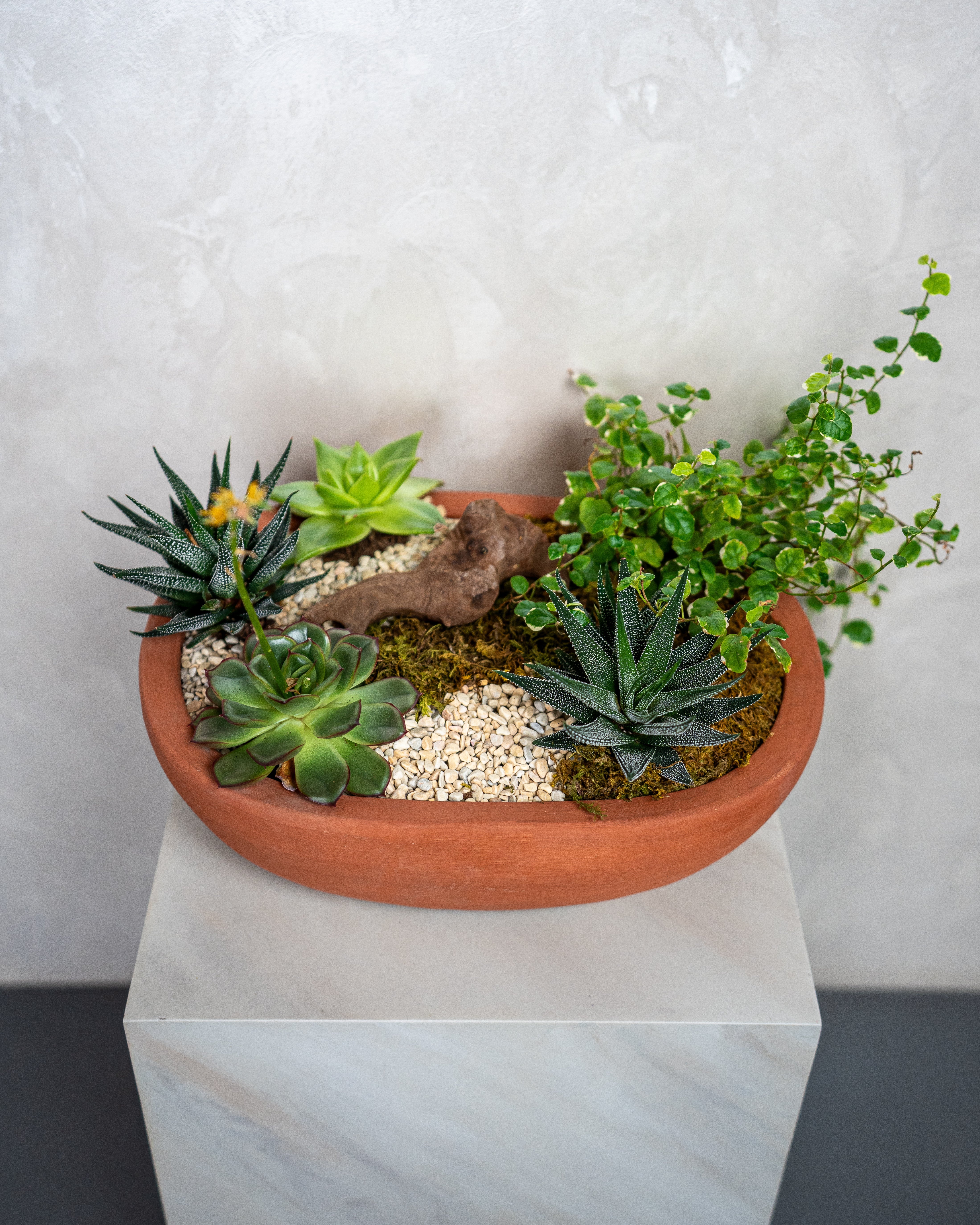 Desert Garden - Uniflora