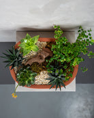 Desert Garden - Uniflora