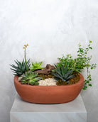 Desert Garden - Uniflora