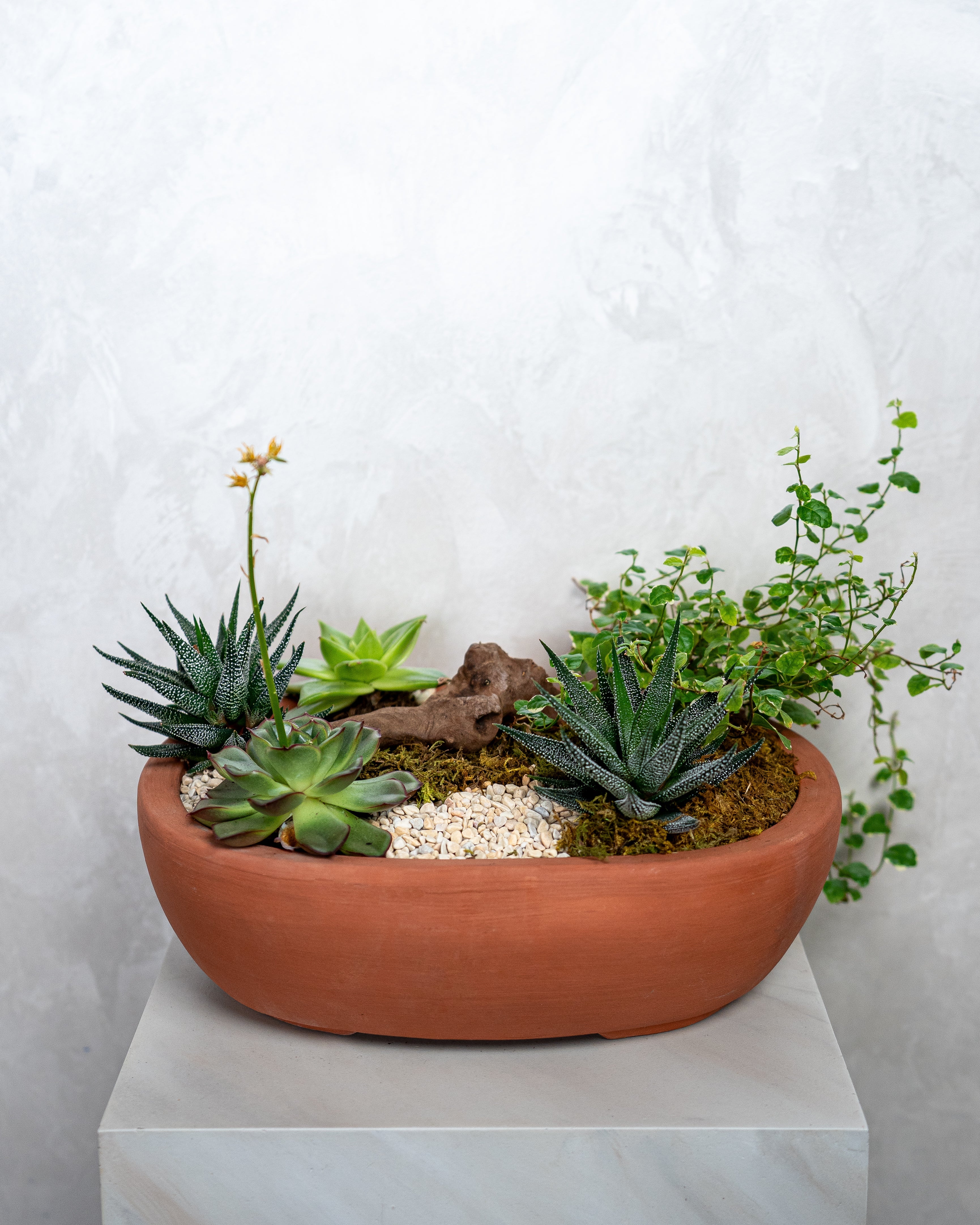 Desert Garden - Uniflora