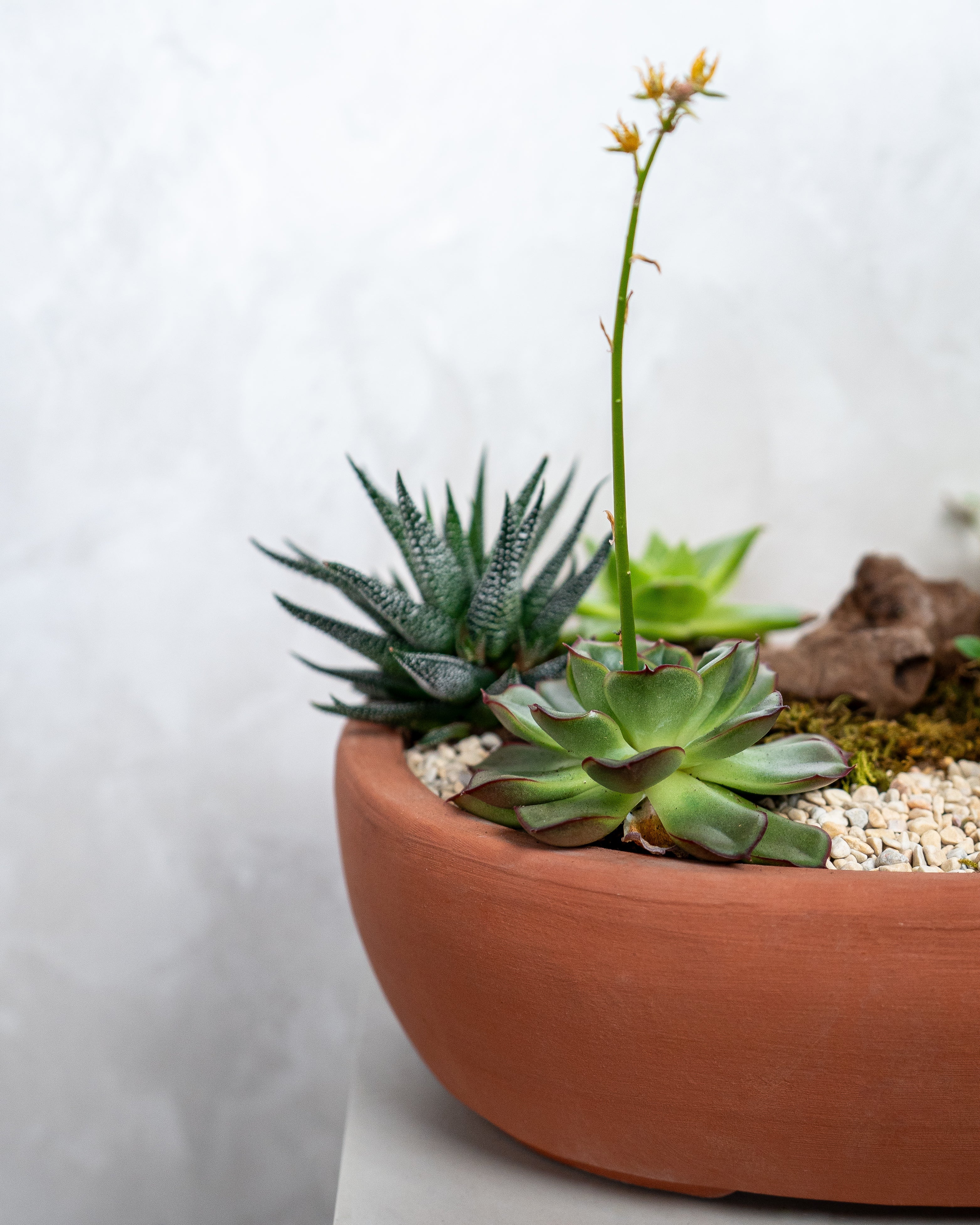 Desert Garden - Uniflora