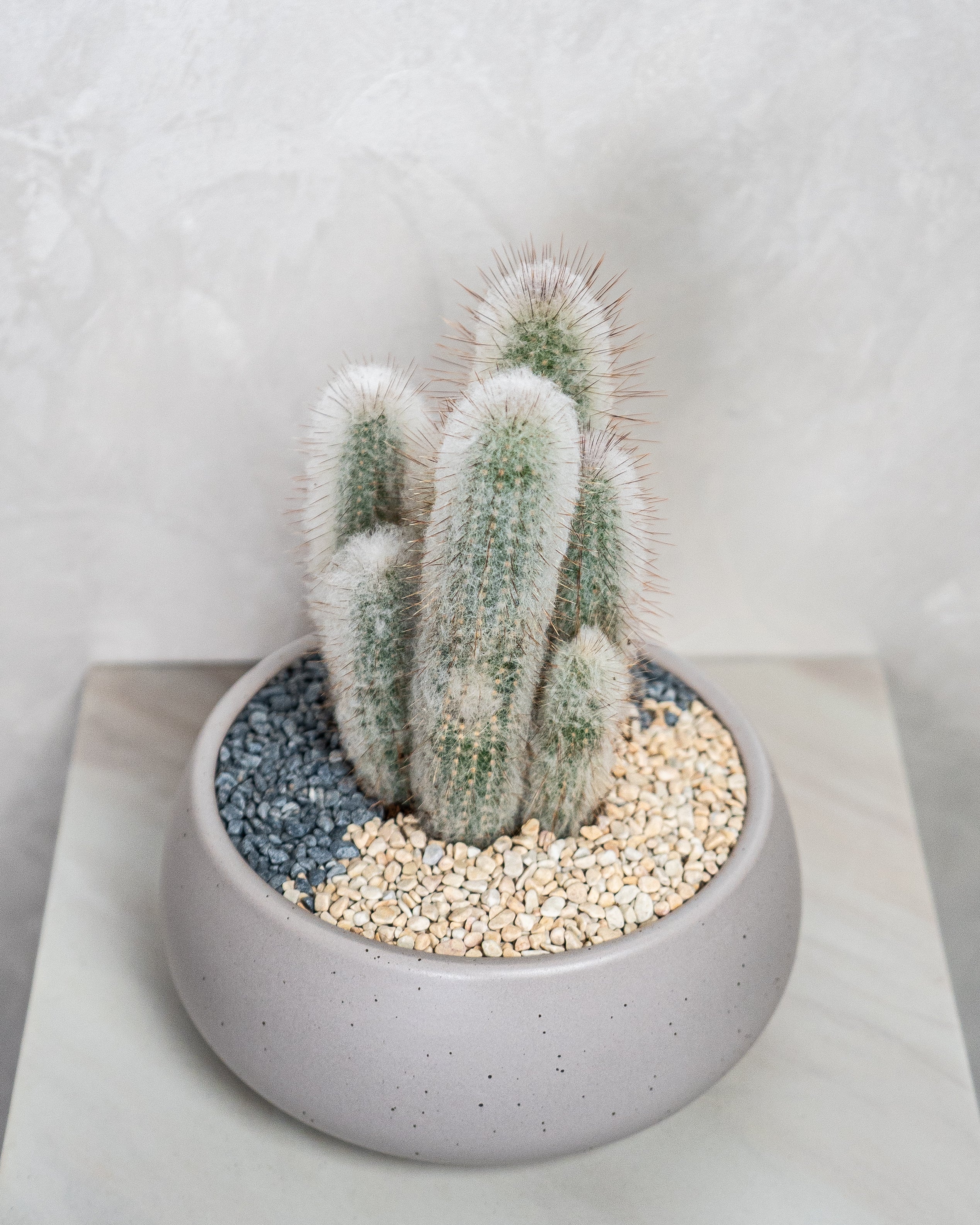 Desert Sculpture - Uniflora