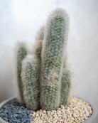 Desert Sculpture - Uniflora