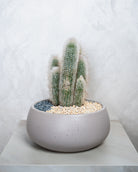 Desert Sculpture - Uniflora