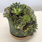 Echeveria Paradise - Uniflora
