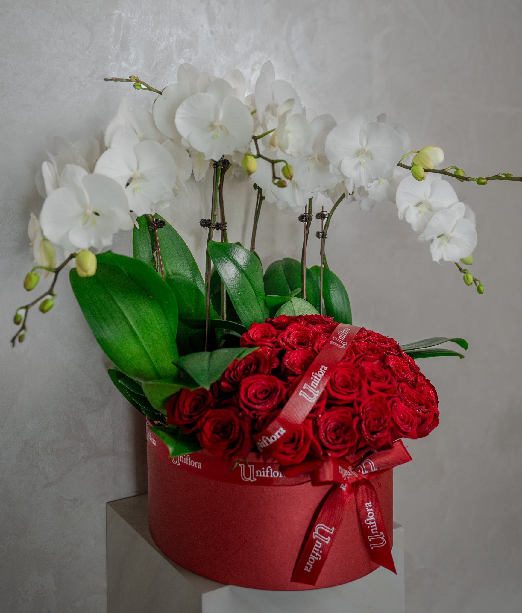 Eternal Contrast - Uniflora