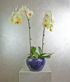 Firoza Duo - Uniflora