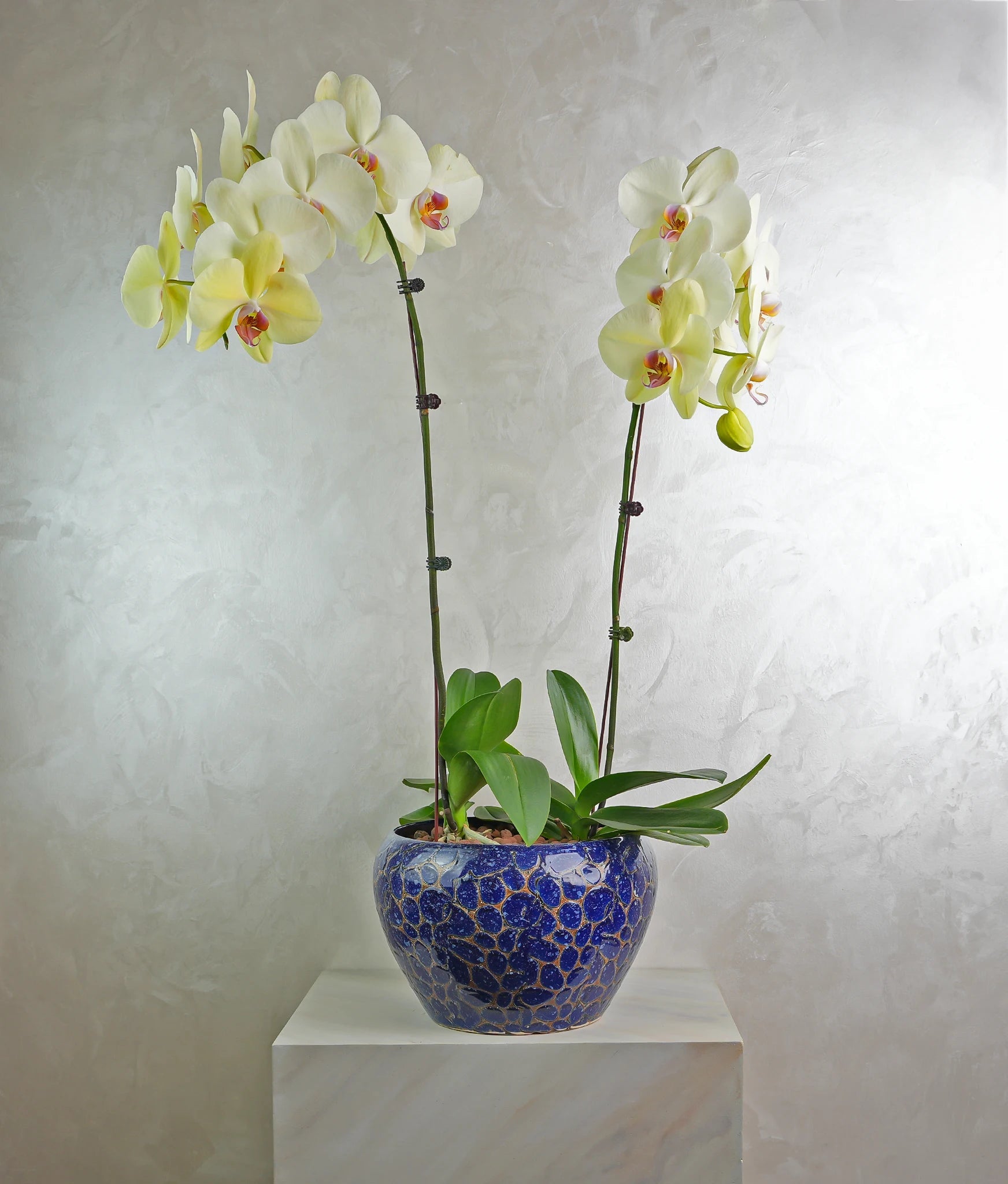Firoza Duo - Uniflora