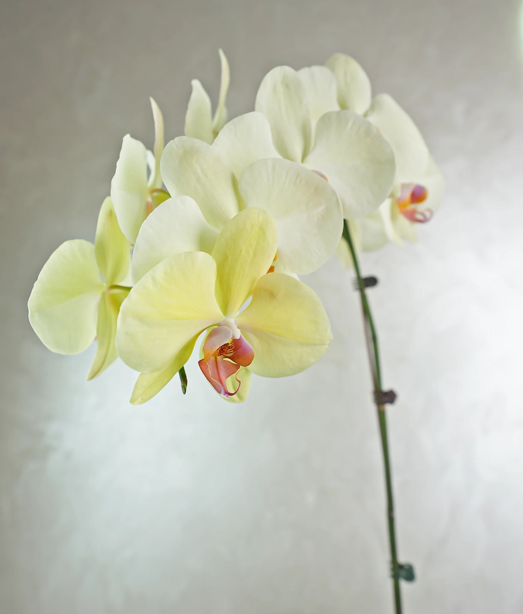 Firoza Duo - Uniflora