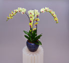 Firoza Trio Orchids - Uniflora