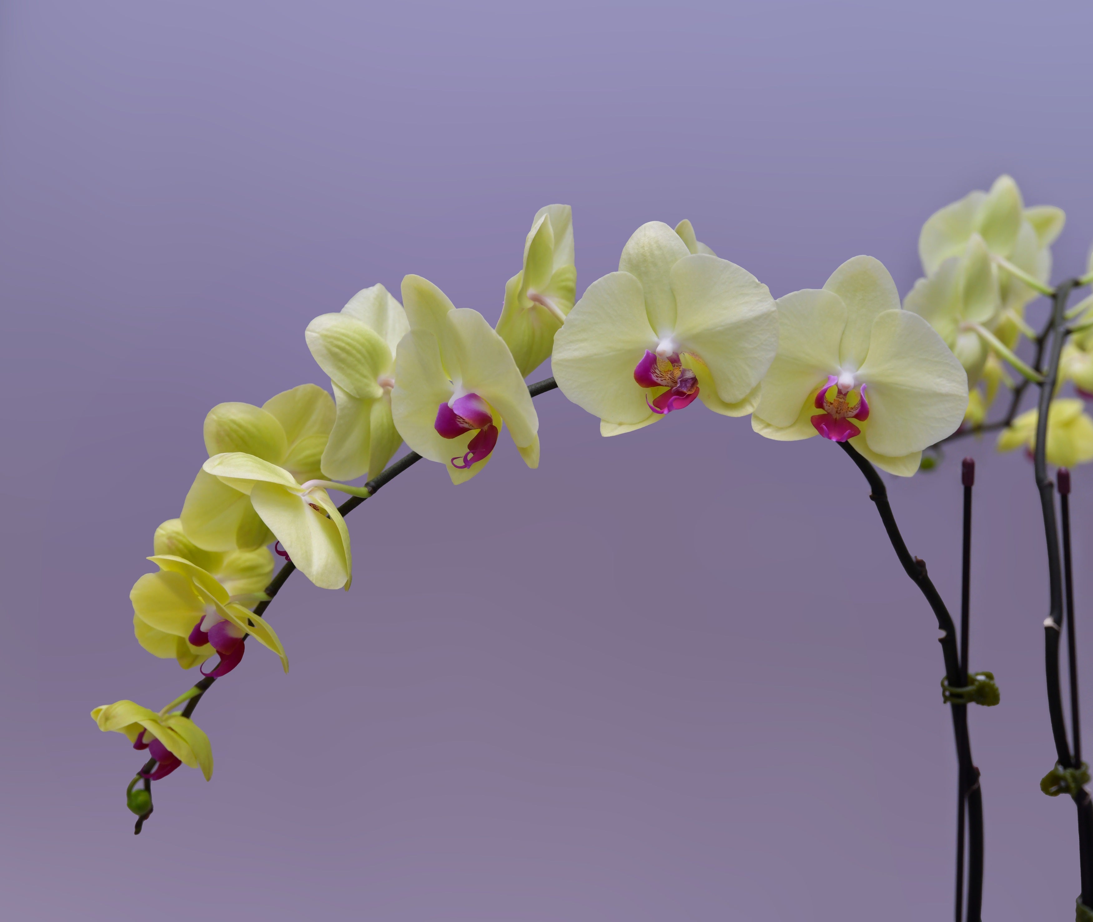 Firoza Trio Orchids - Uniflora