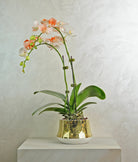 Golden Ember Orchids - Uniflora