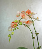 Golden Ember Orchids - Uniflora