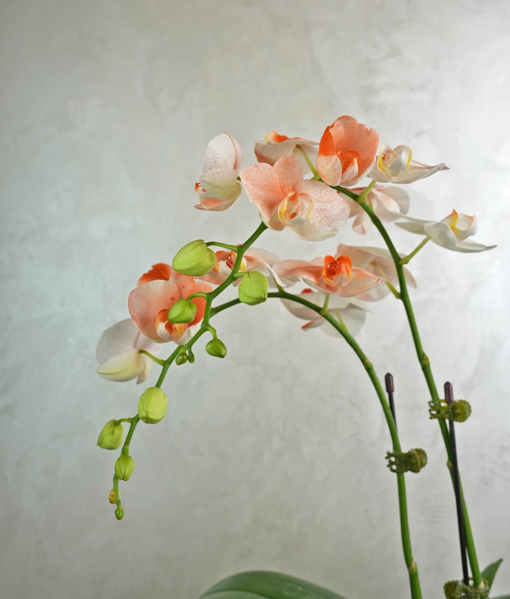 Golden Ember Orchids - Uniflora