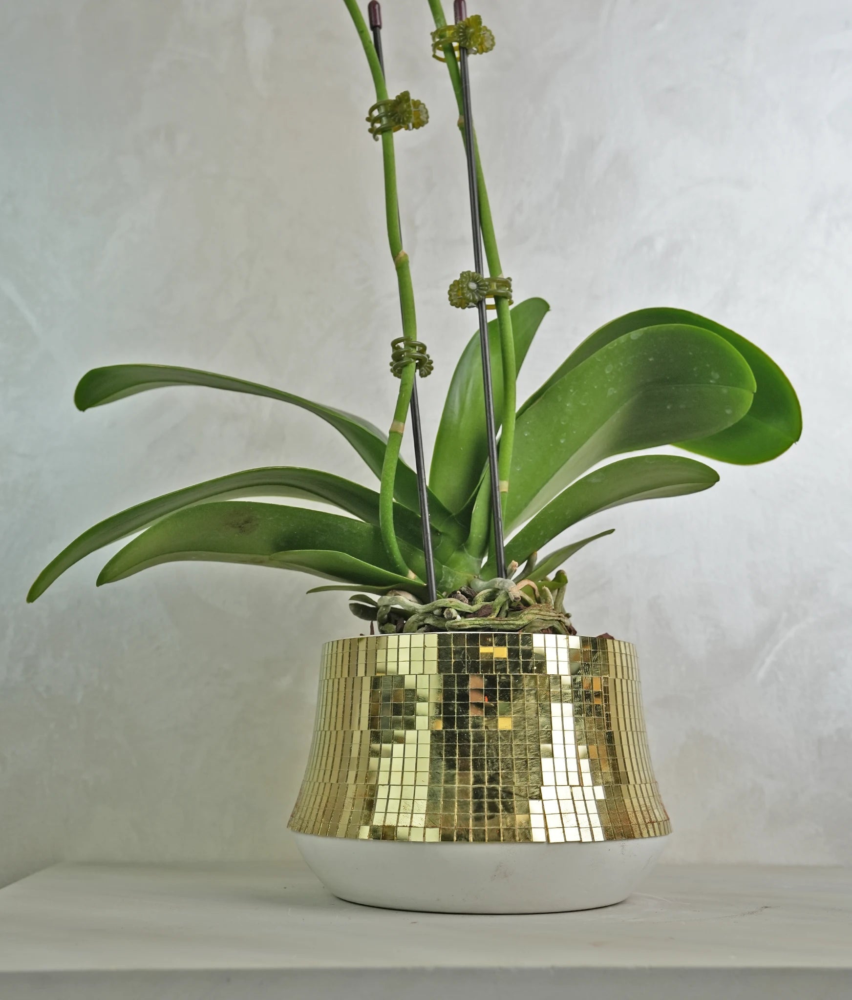 Golden Ember Orchids - Uniflora