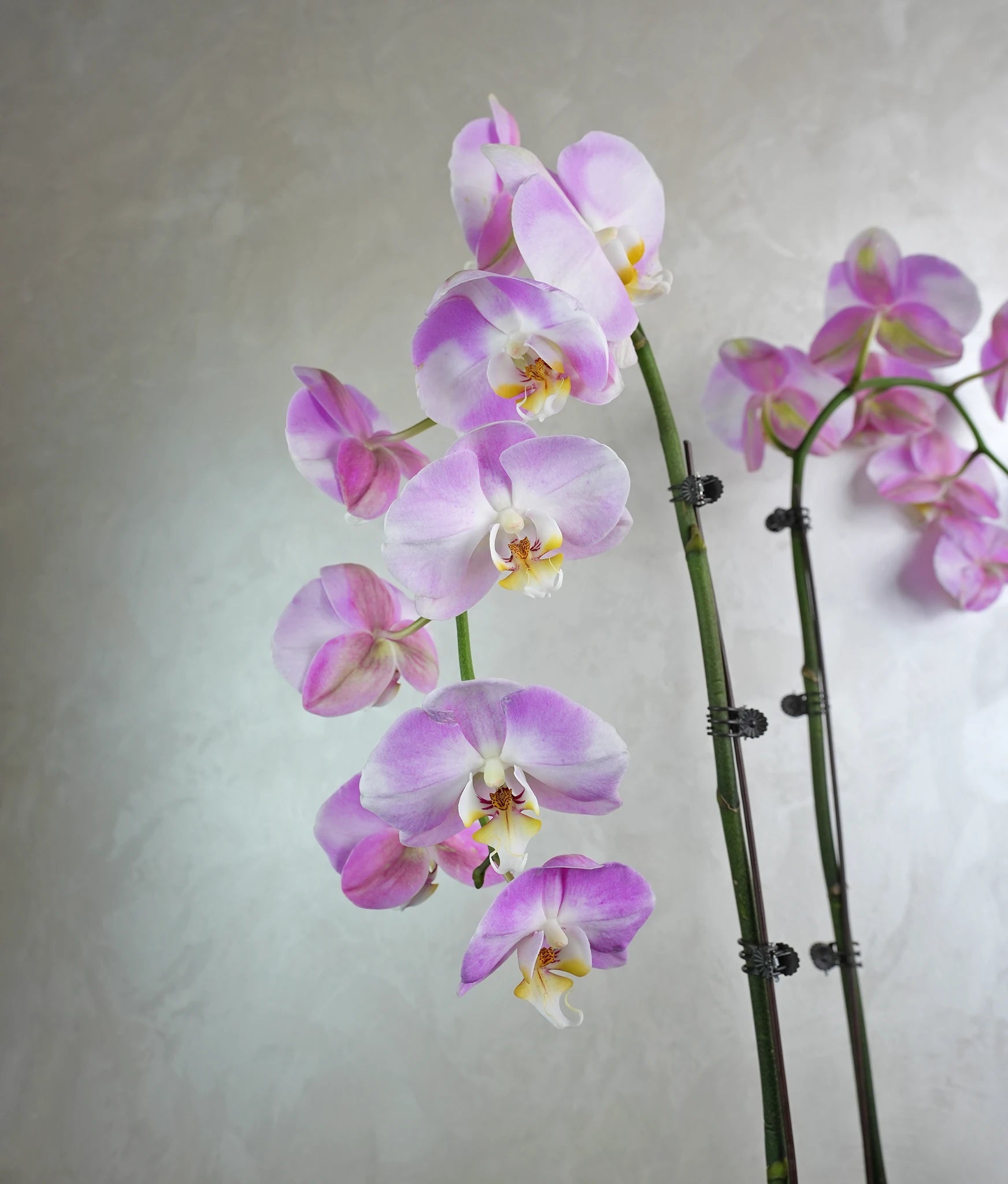 Lavender Trio Orchids - Uniflora