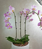 Lavender Trio Orchids - Uniflora