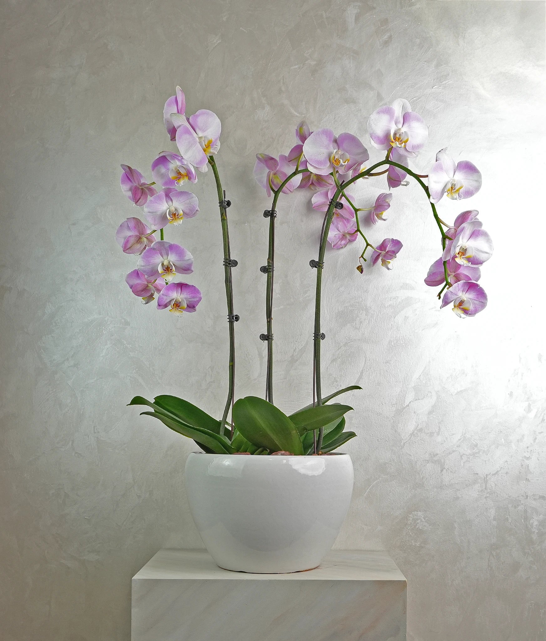 Lavender Trio Orchids - Uniflora