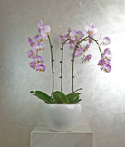 Lavender Trio Orchids - Uniflora