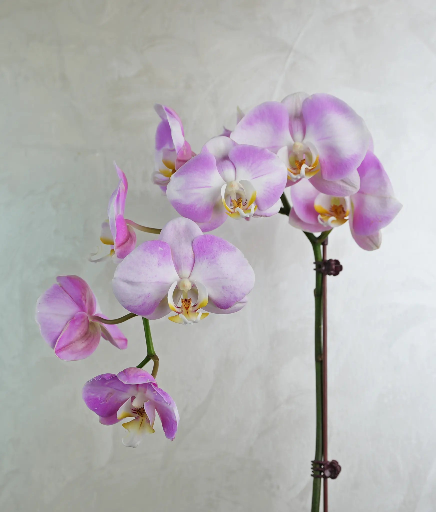Lavender Wave Orchids - Uniflora