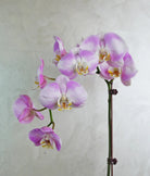 Lavender Wave Orchids - Uniflora