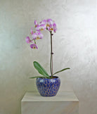 Lavender Wave Orchids - Uniflora