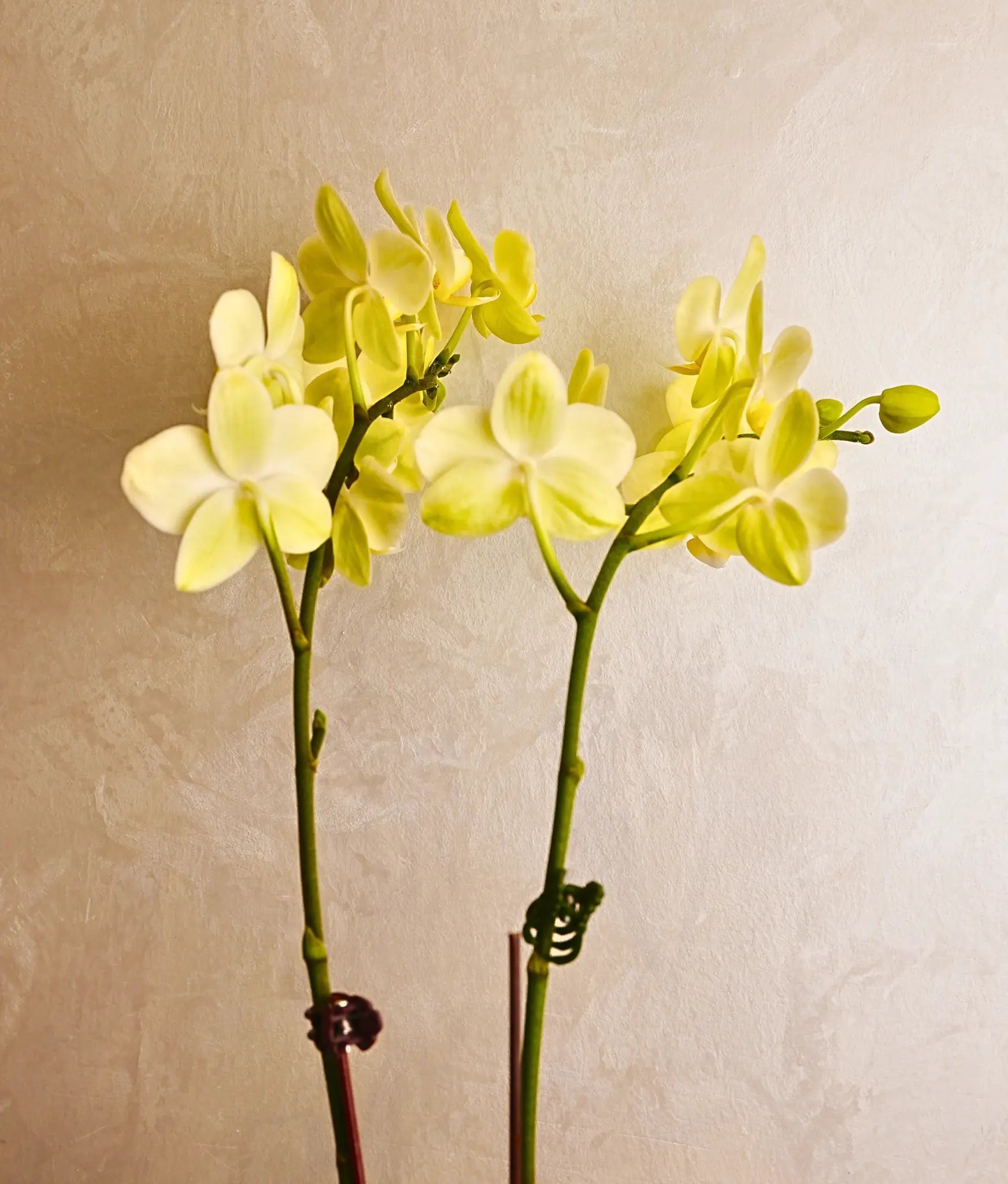 Little Sunshine Mini Orchids - Uniflora