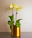 Little Sunshine Mini Orchids - Uniflora
