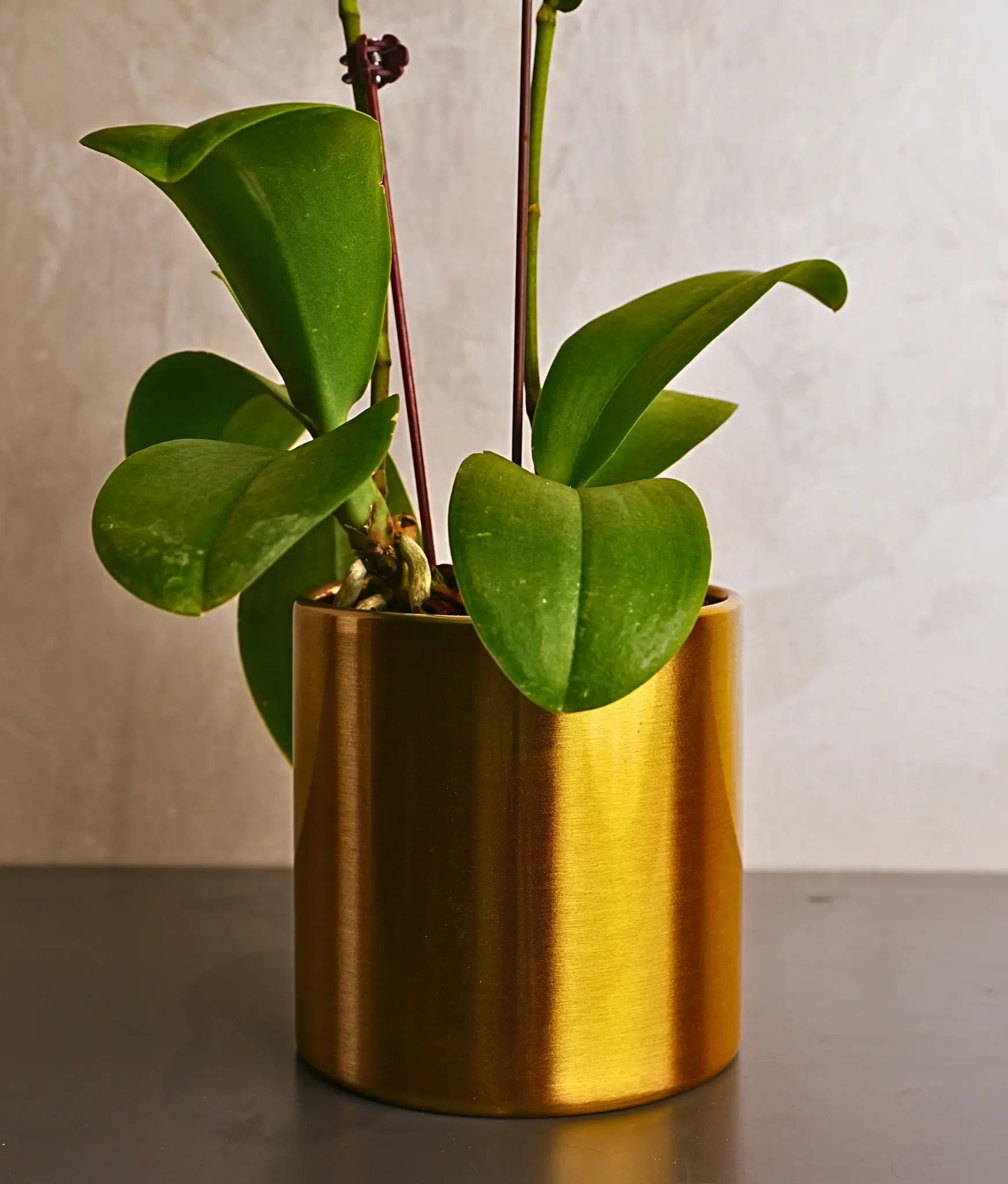 Little Sunshine Mini Orchids - Uniflora