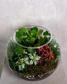 Lucky Terrarium - Medium - Uniflora