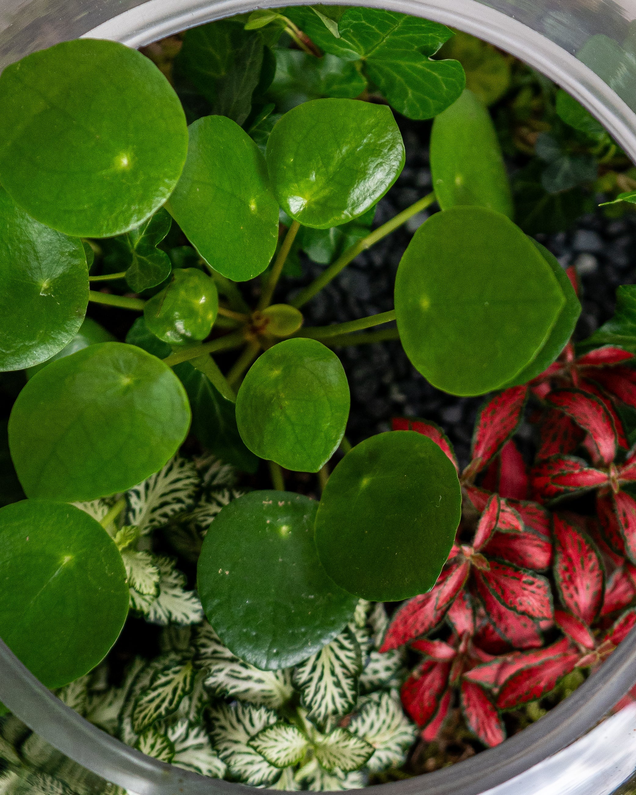 Lucky Terrarium - Medium - Uniflora
