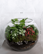 Lucky Terrarium - Medium - Uniflora