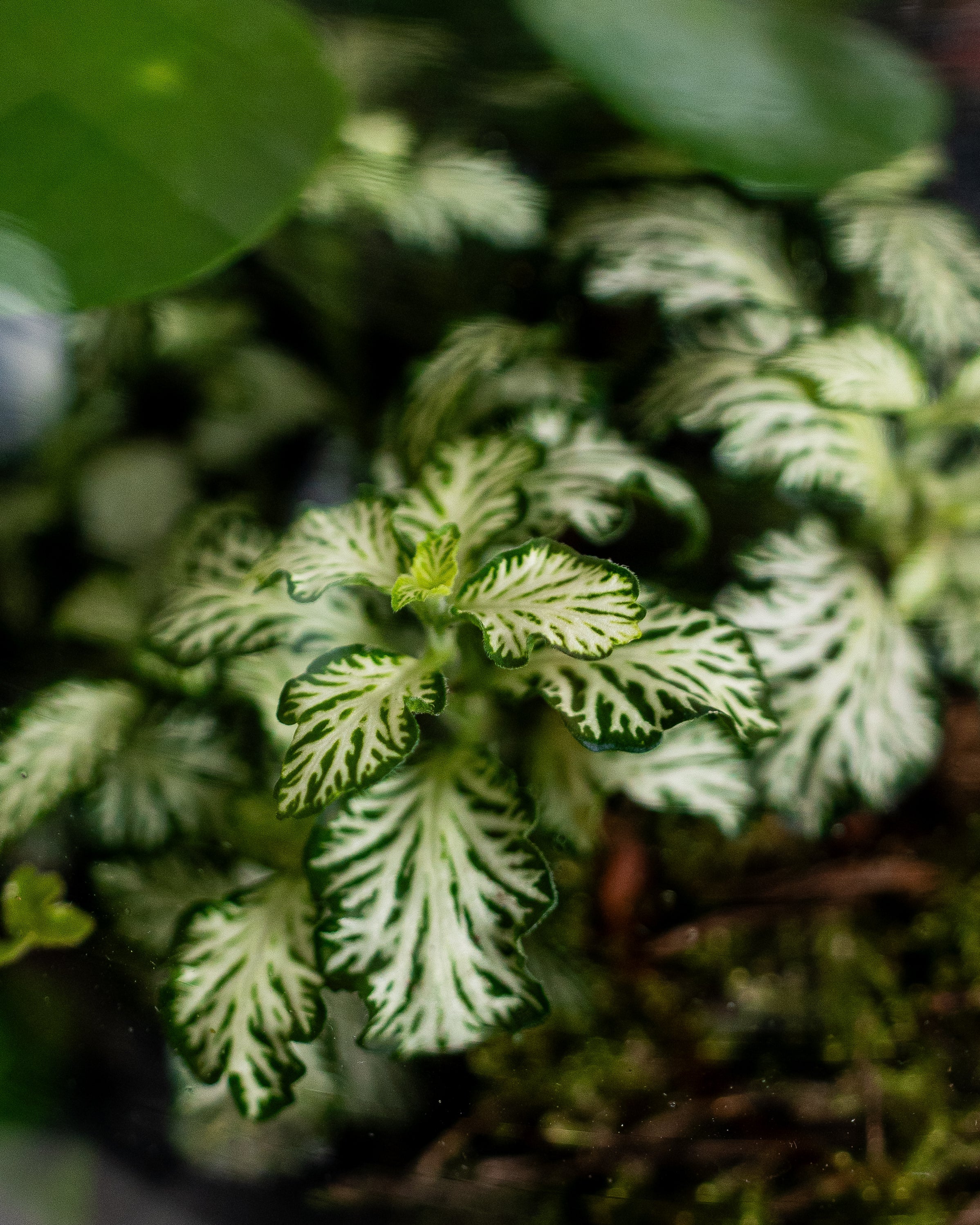 Lucky Terrarium - Medium - Uniflora