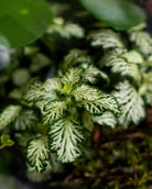 Lucky Terrarium - Medium - Uniflora