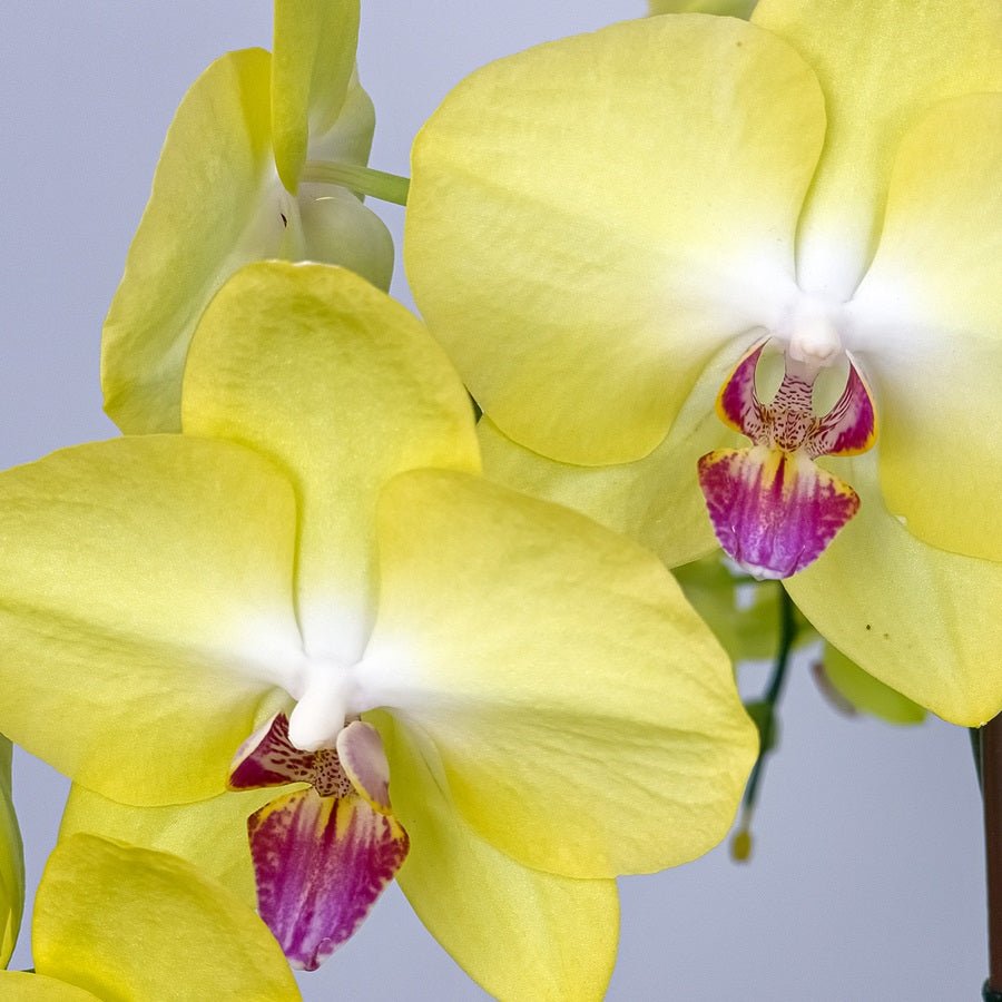 Majestic Orchids Dream - Uniflora