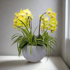 Majestic Orchids Dream - Uniflora
