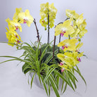 Majestic Orchids Dream - Uniflora