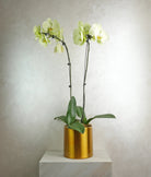 Mini 2 Yellow Orchids in Metal pot - Uniflora