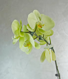 Mini 2 Yellow Orchids in Metal pot - Uniflora