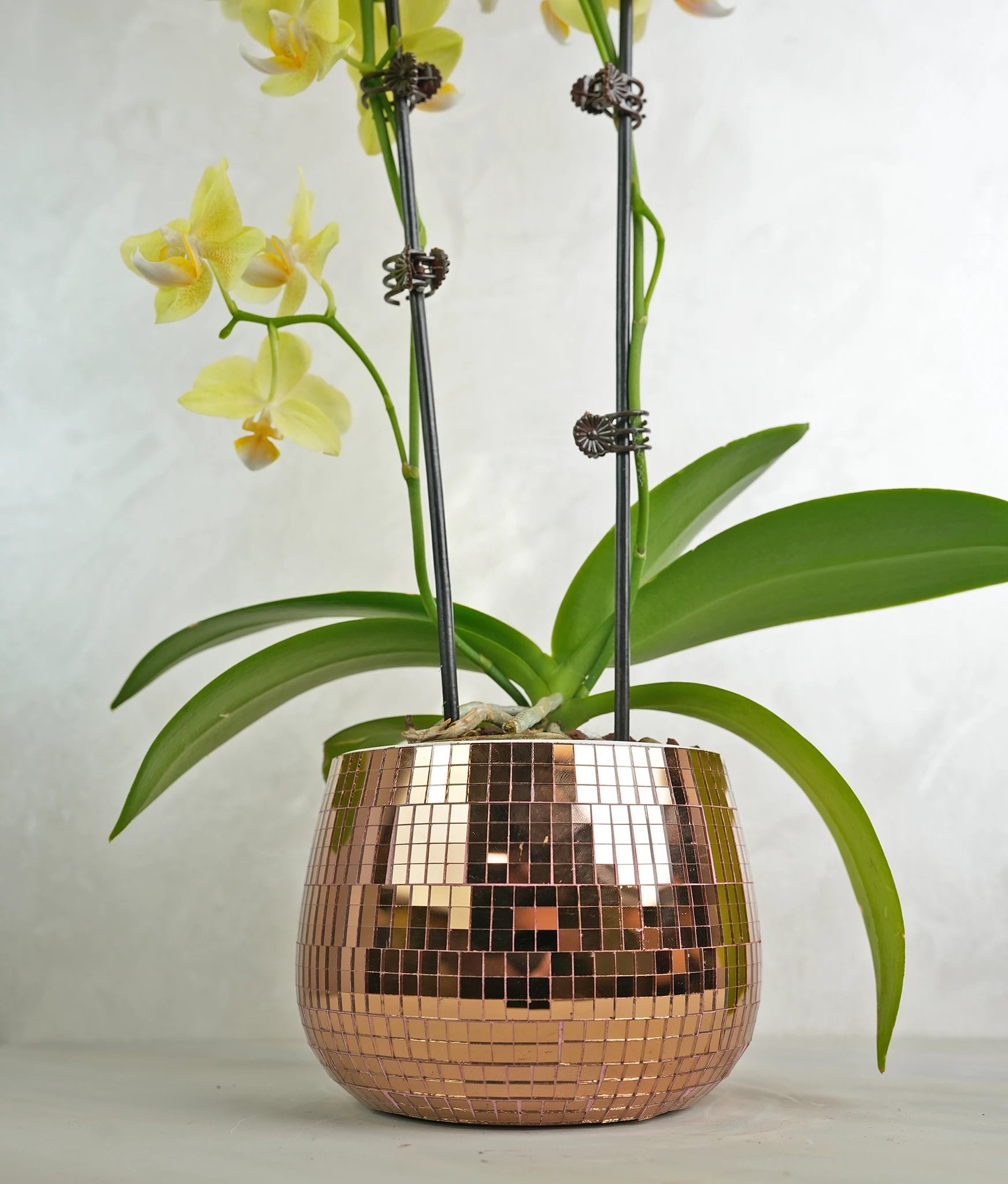 Mini Copper Charm Orchids - Uniflora