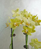 Mini Copper Charm Orchids - Uniflora