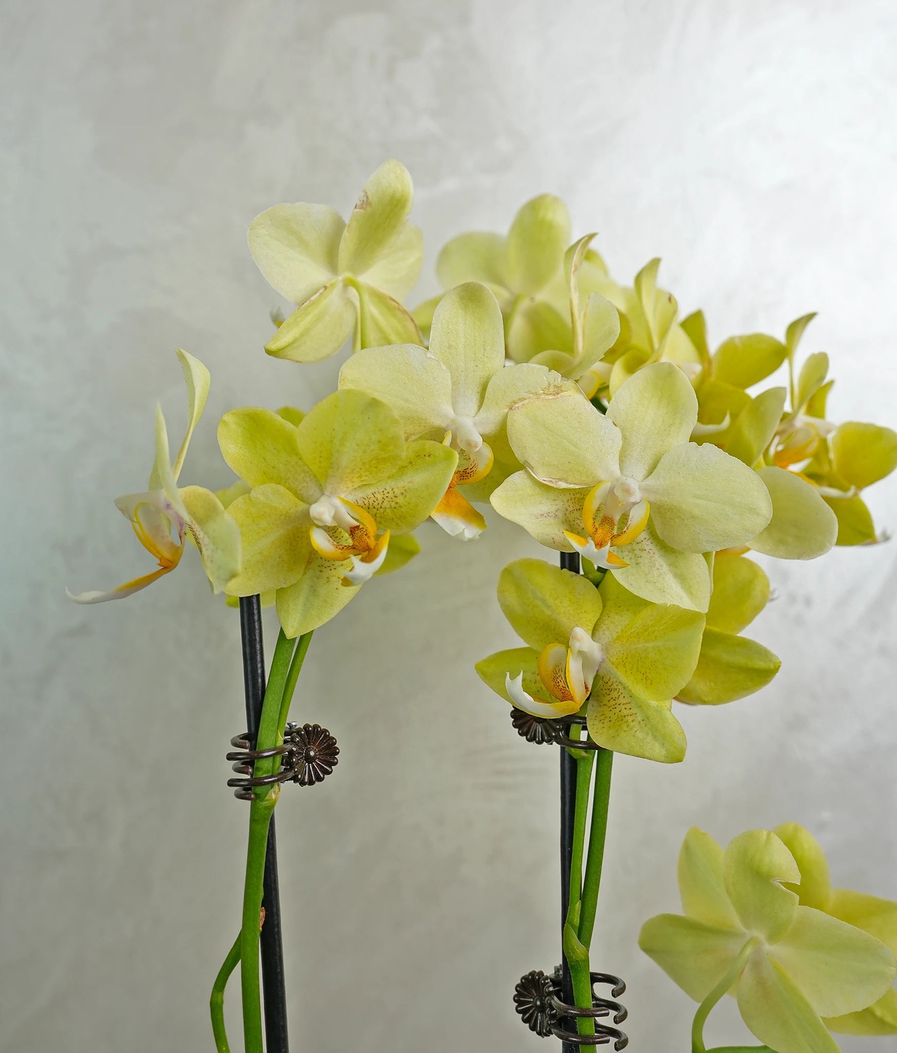 Mini Copper Charm Orchids - Uniflora