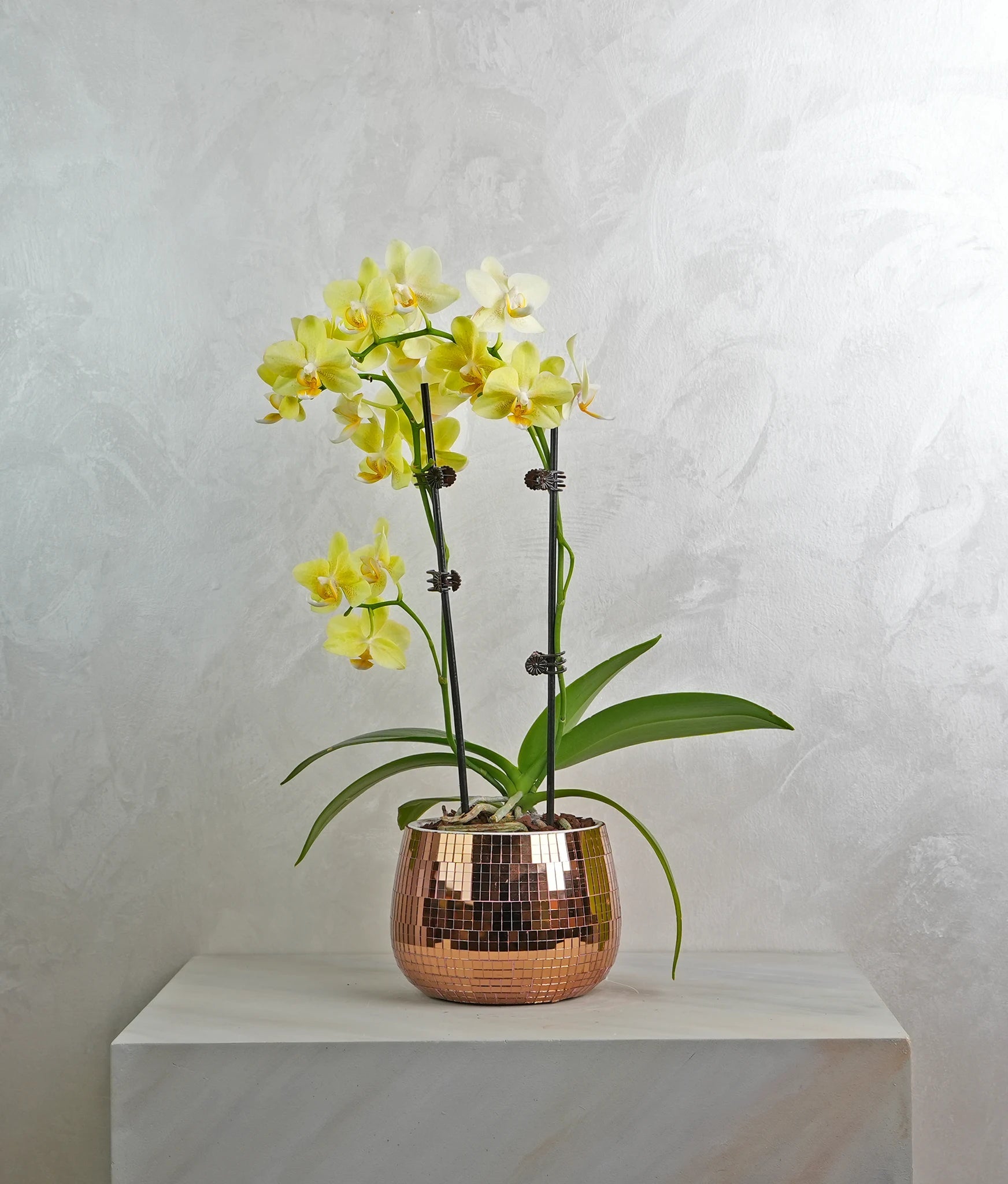Mini Copper Charm Orchids - Uniflora