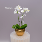 Orchids in Gold Matte Pot - Uniflora