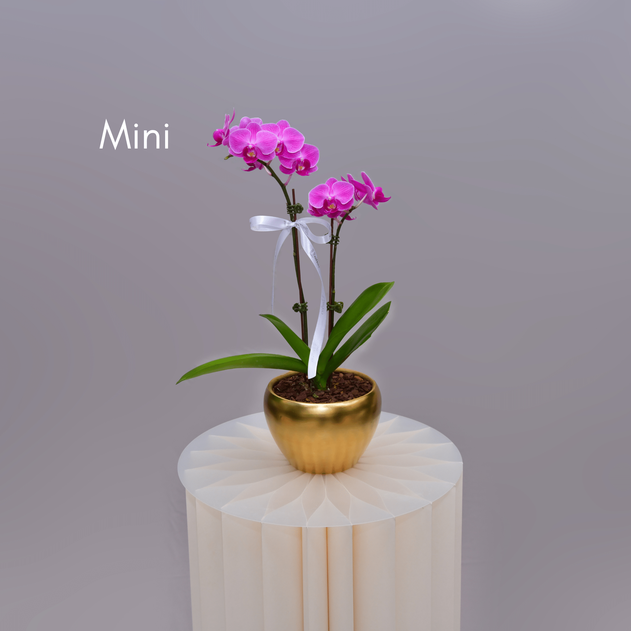 Orchids in Gold Matte Pot - Uniflora