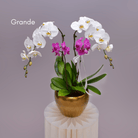 Orchids in Gold Matte Pot - Uniflora
