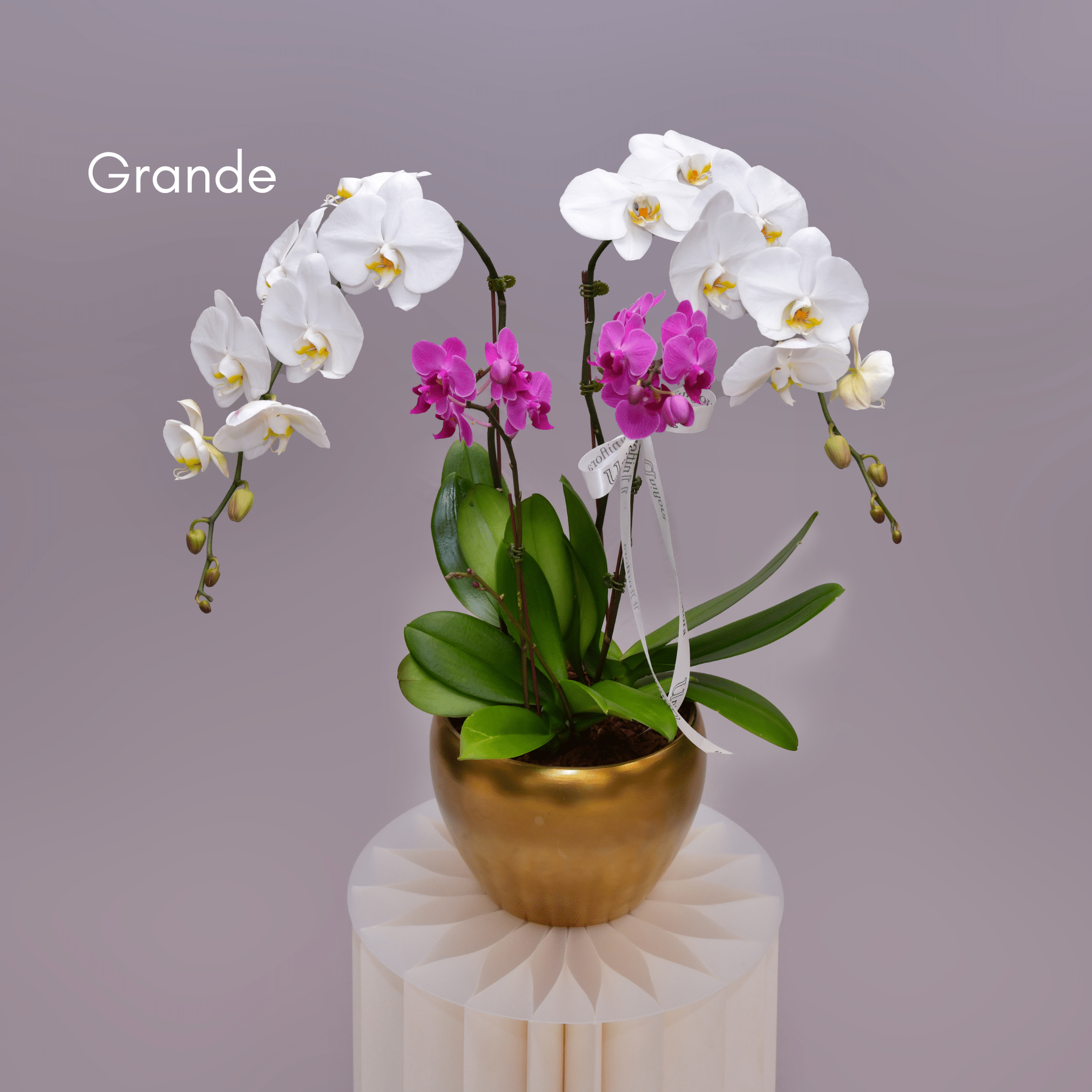 Orchids in Gold Matte Pot - Uniflora
