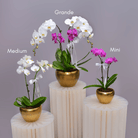 Orchids in Gold Matte Pot - Uniflora